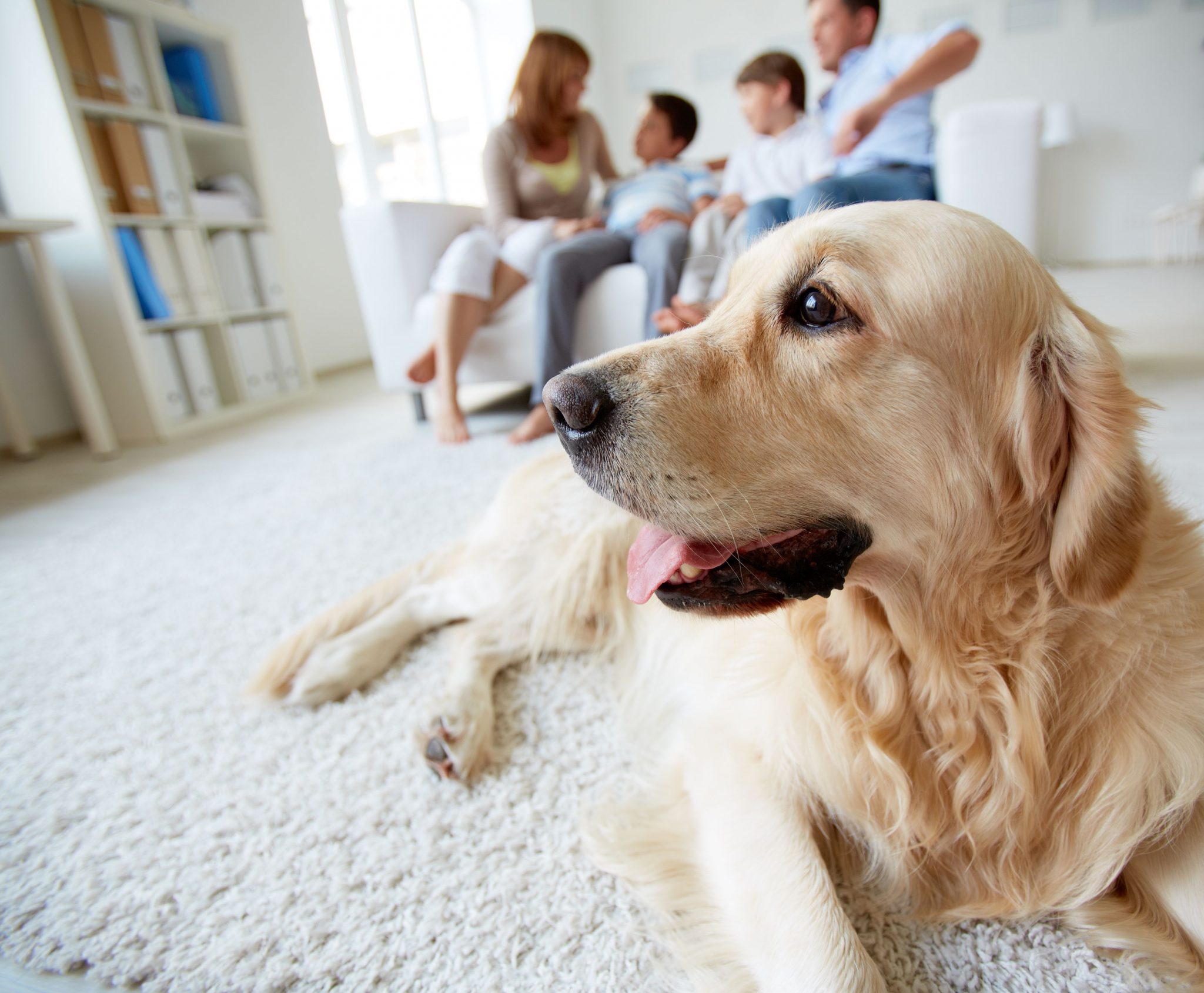 Family pet