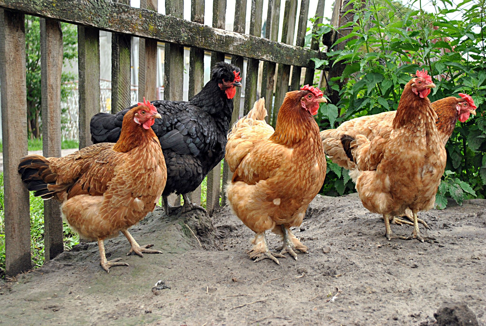 Chickens in garden