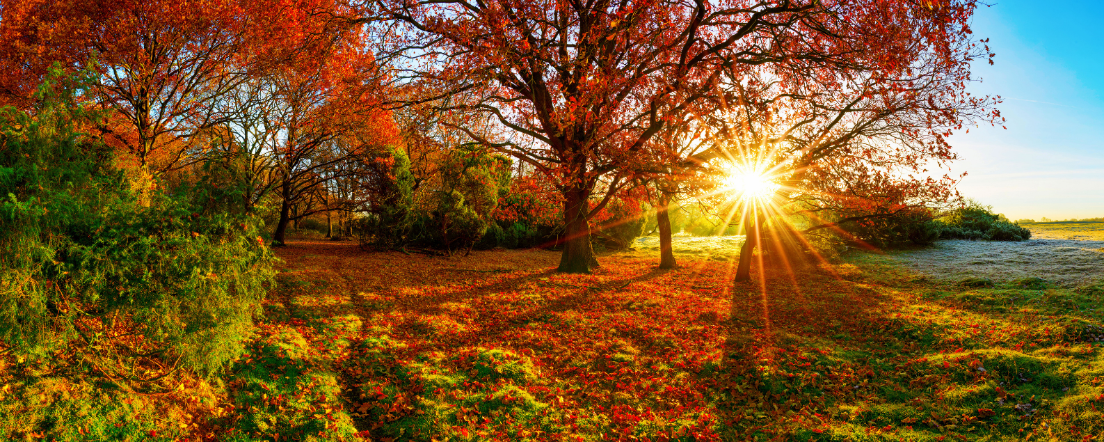 Image of Autumn scene.